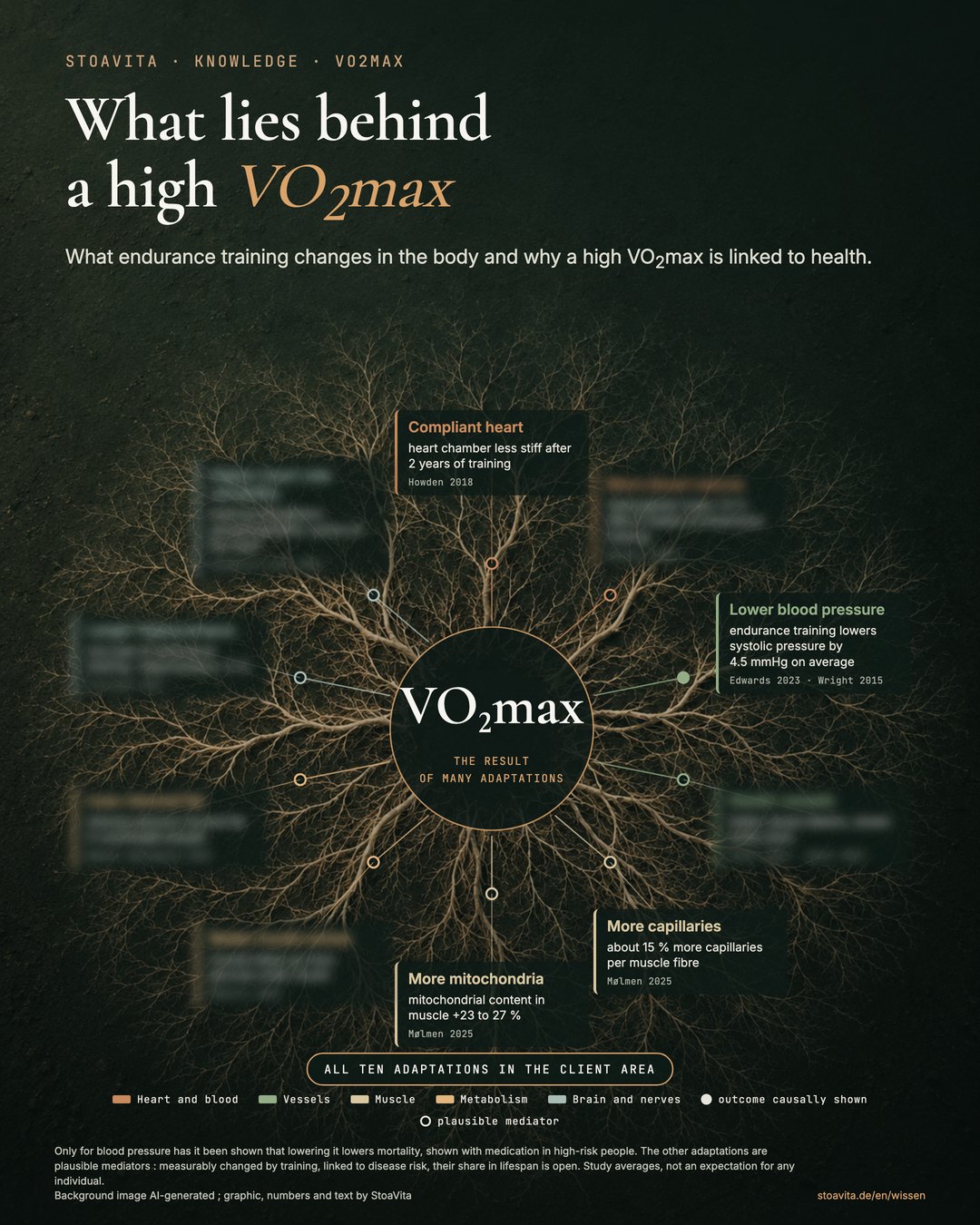 Preview of the poster with the adaptations behind VO2max : four adaptations readable (compliant heart, lower blood pressure, more capillaries, more mitochondria), six blurred